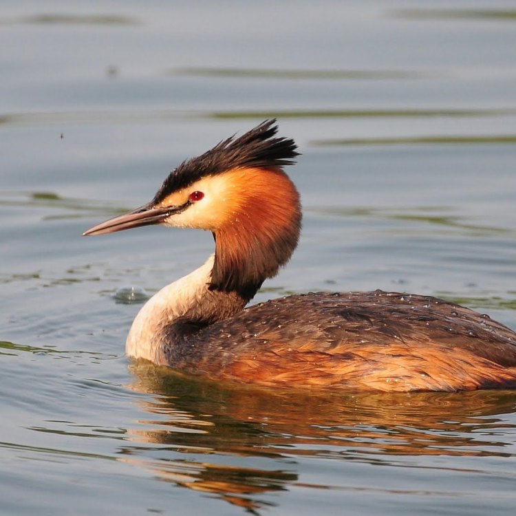 The Beauty and Elegance of the Western Grebe: A True Master of Freshwater Habitats