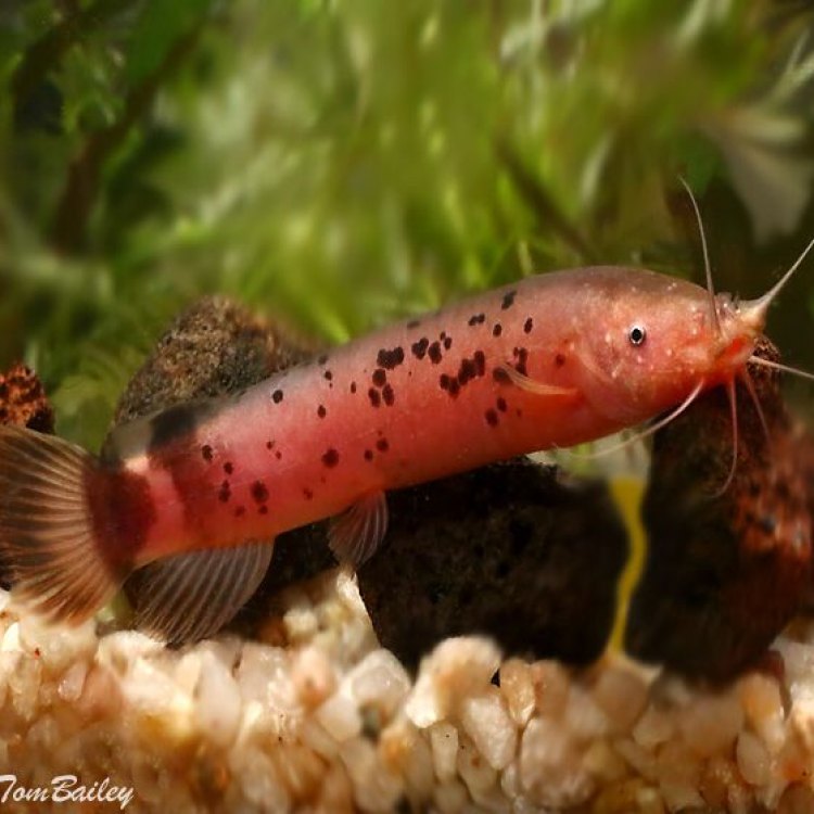 Unleashing the Shocking Secrets of the Electric Catfish