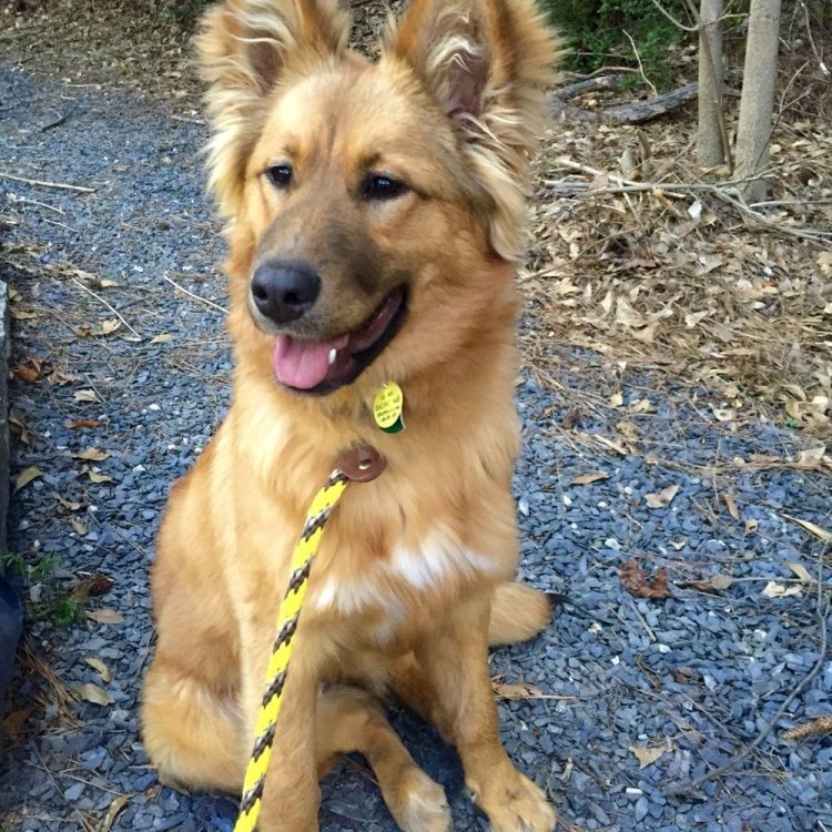 The Golden Shepherd: The Loyal and Versatile Canine Companion