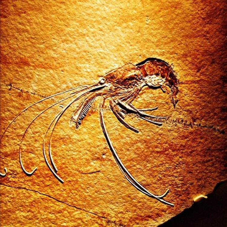 The Incredible Dinosaur Shrimp: A Fascinating Look at Anomalocaris