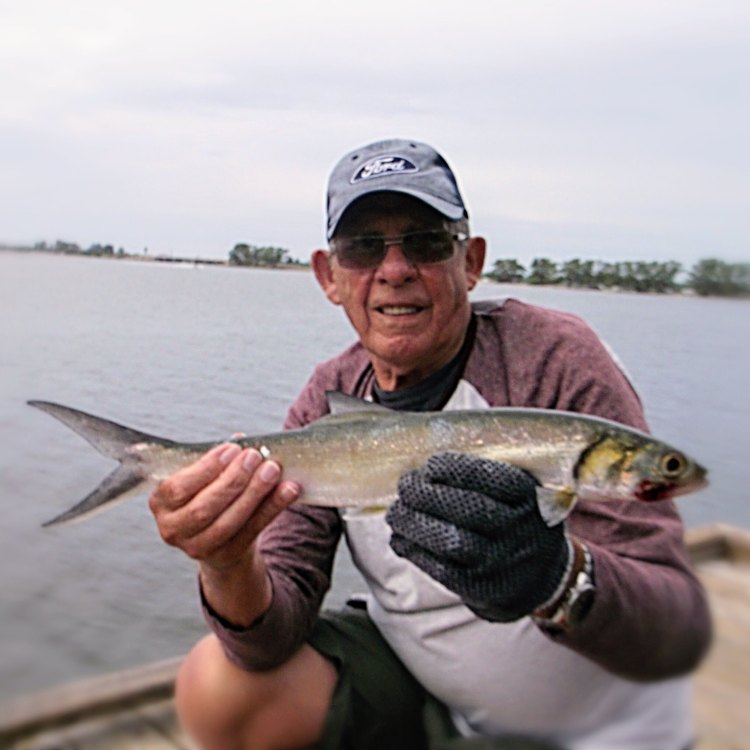 Ladyfish: Experts of the Coastal Waters