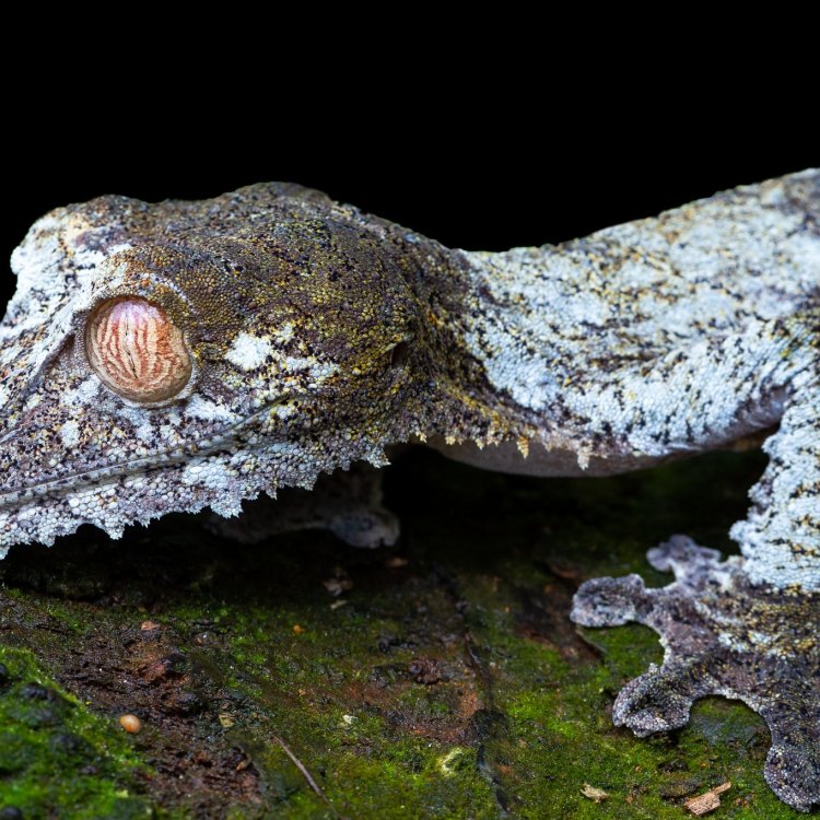 The Fascinating World of the Leaf Tailed Gecko: An Amazing Creature from Madagascar