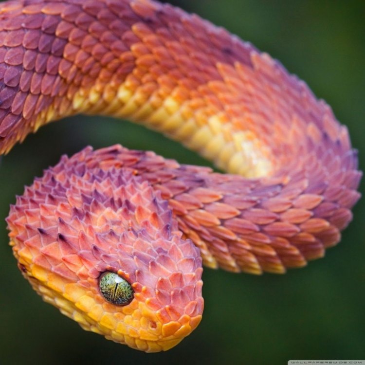 The Enigmatic Spiny Bush Viper: A Jewel of the Tropical Rainforests