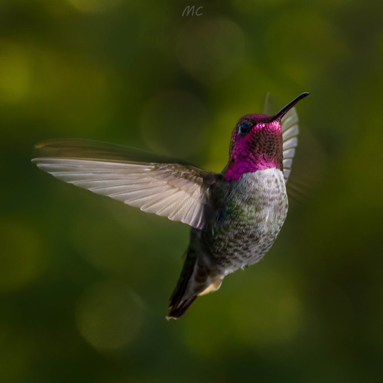The Mesmerizing Beauty of the Anna's Hummingbird: A Story of Resilience and Adaptability