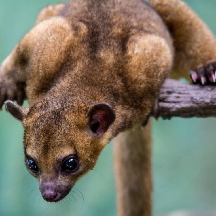 Meet the Kinkajou: A Fascinating Creature of the Rainforest