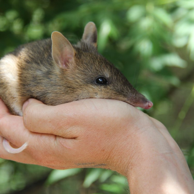 The Endangered Eastern Barred Bandicoot: A Unique and Fascinating Species