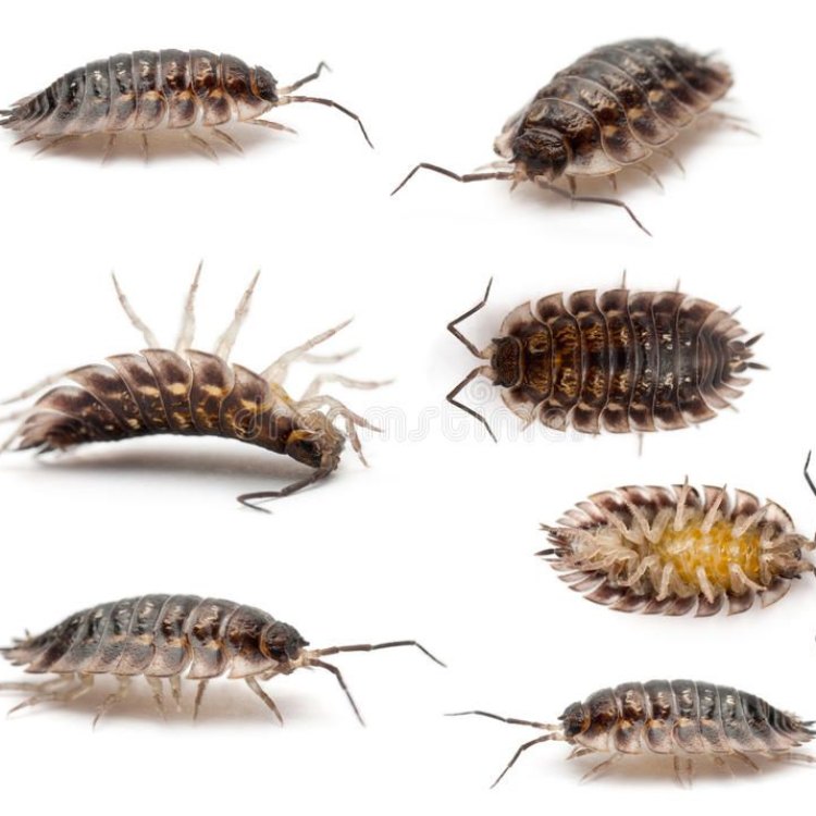 The Fascinating World of Woodlice: A Tiny Creature with a Big Role in Nature