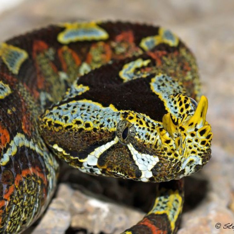 The Enigmatic and Powerful Rhino Viper