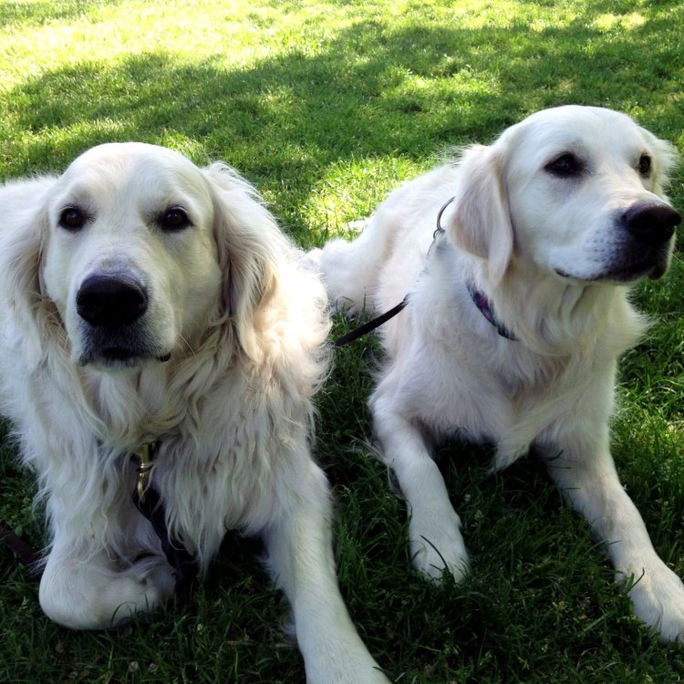 The Versatile and Beloved English Cream Golden Retriever: A Canine Companion for the Ages