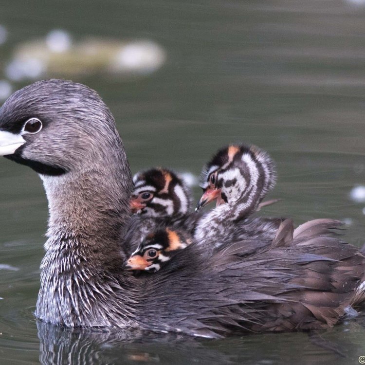 A Journey with the Enigmatic Pied-billed Grebe: Discovering the Secrets of this Fascinating Aquatic Bird