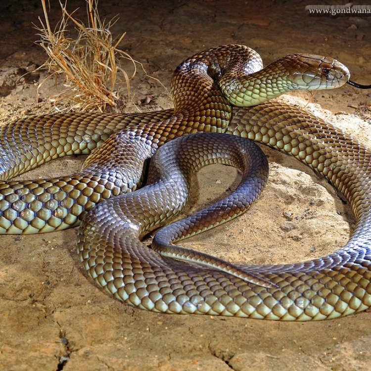 The Mighty Mulga Snake: A Lethal Beauty of the Australian Outback