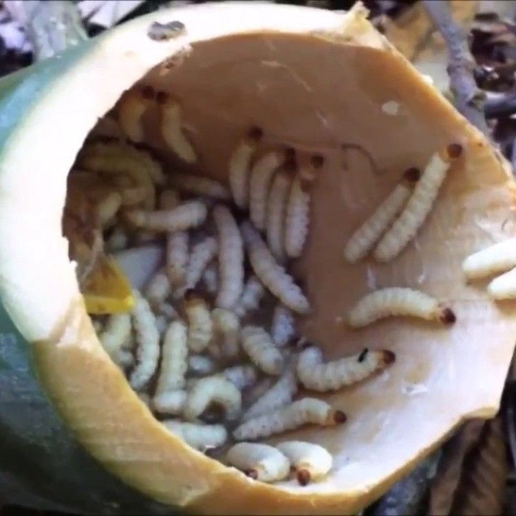 The Fascinating World of Bamboo Worms