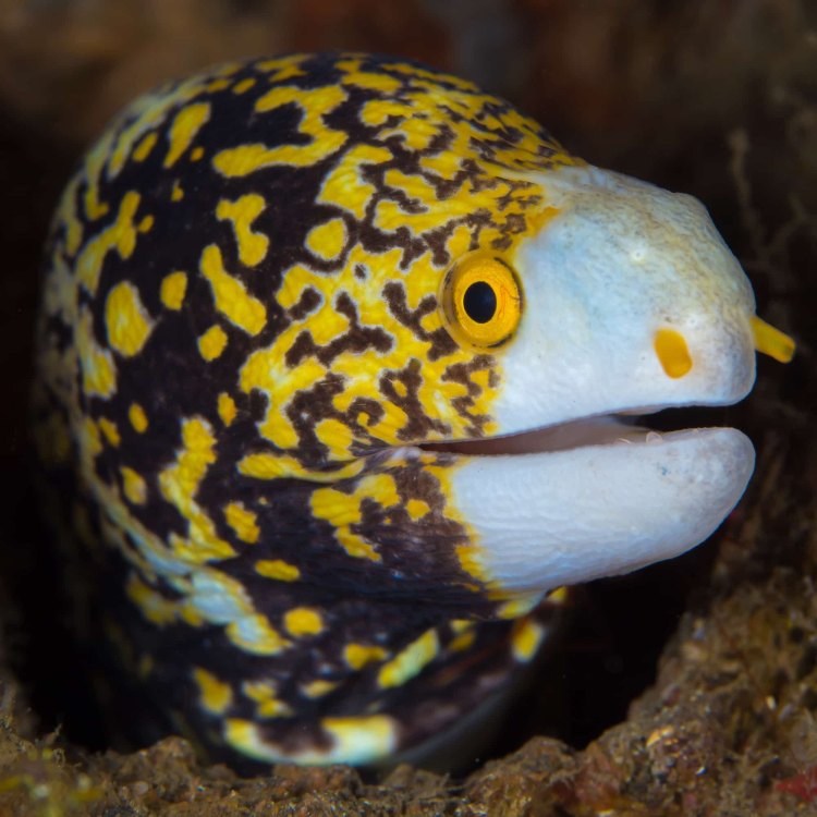 The Mysterious Snowflake Eel: A Hidden Gem of the Ocean