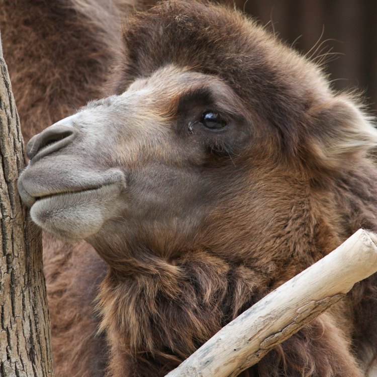 The Incredible Bactrian Camel: Surviving in the Harsh Desert