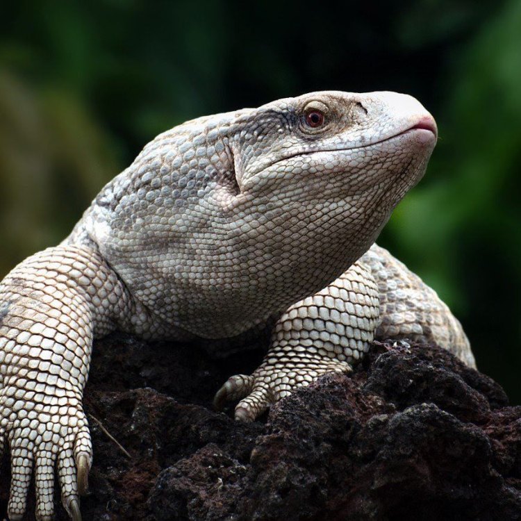 The Mighty Savannah Monitor: A Powerful Reptile of Africa