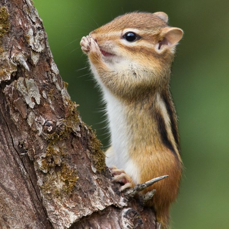 The Fascinating World of the Chipmunk: A Small But Mighty Creature