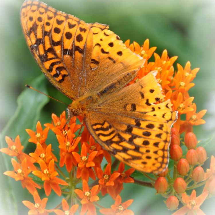 The Beautiful World of Fritillary Butterflies: A Closer Look Into Nature's Masterpiece