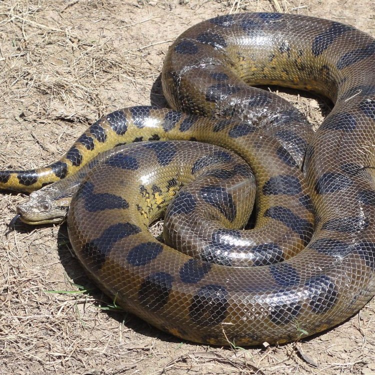 The Mighty Bolivian Anaconda: A Giant of the Wetlands