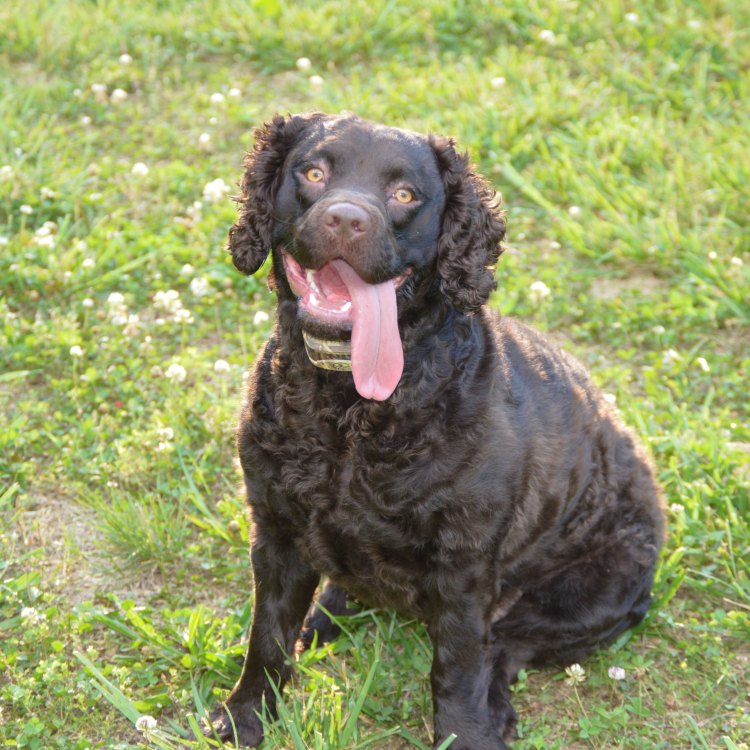 The American Water Spaniel: The Energetic and Versatile Dog of the Midwest