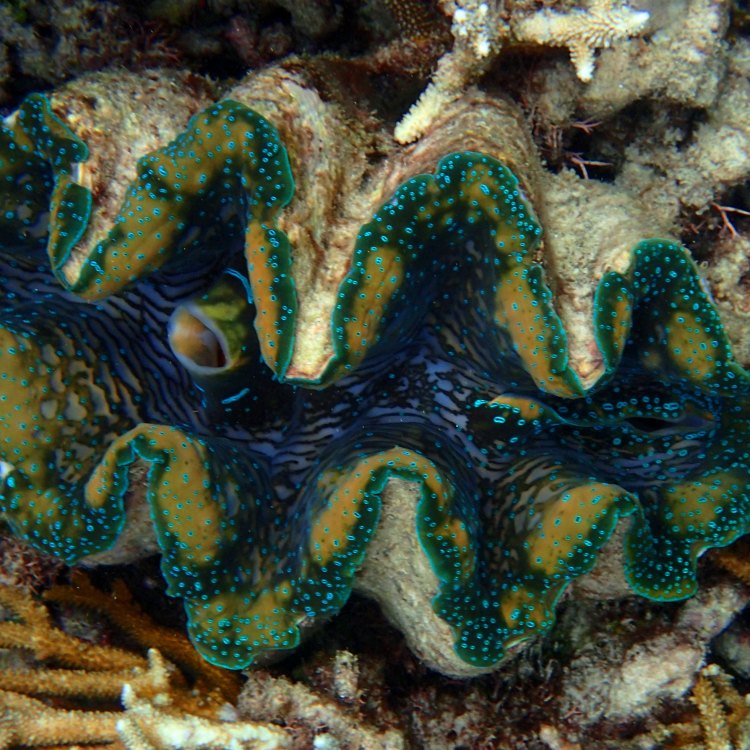 The Mighty Giant Clam: A Marvel of the Indo-Pacific Ocean
