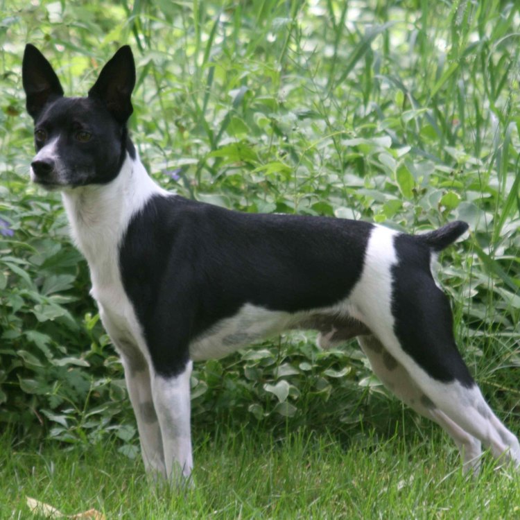 The Playful and Loyal Companion: The Rat Terrier