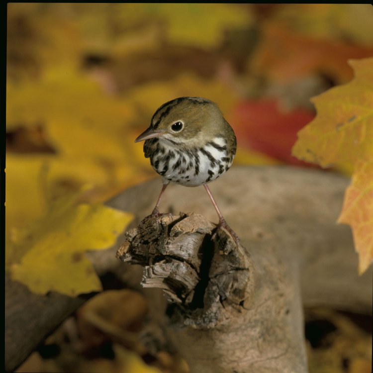 The Fascinating World of the Ovenbird: A Master of Survival and Song