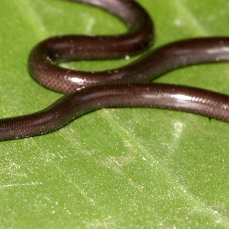 The Mysterious Brahminy Blindsnake: A Surprising Reptile of the Subterranean World