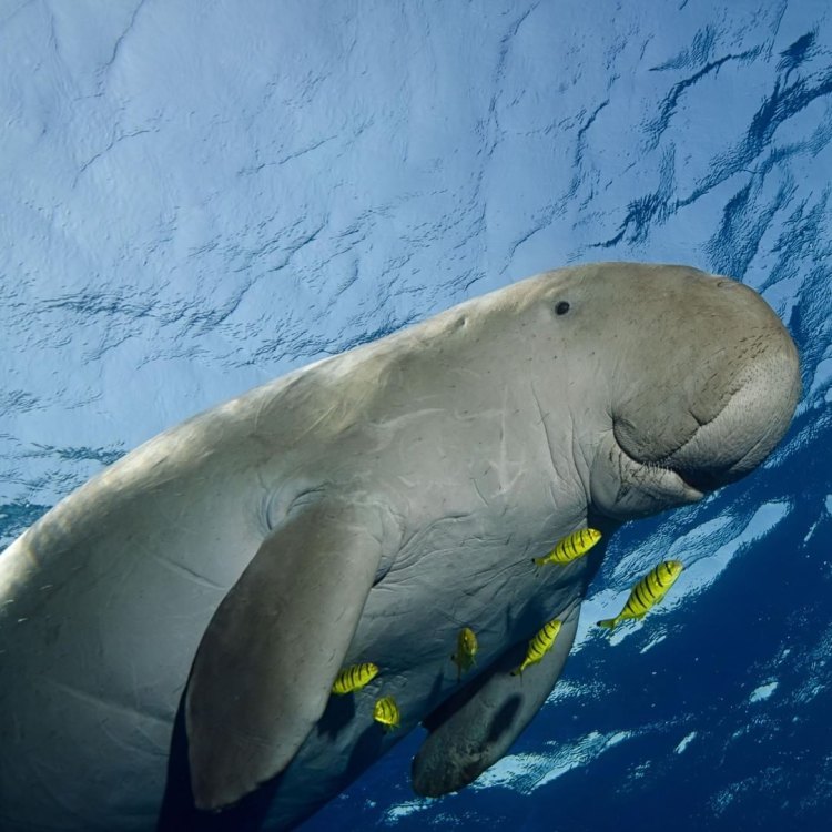 The Gentle Giants of the Sea: Discovering the Fascinating World of Dugongs