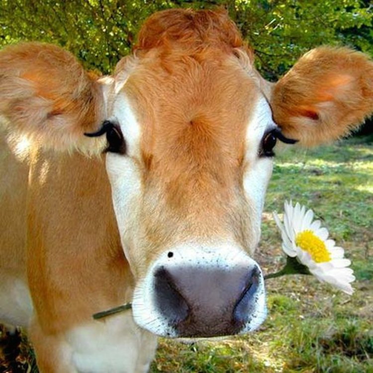 The Remarkable World of Cows: A Gentle Giant of the Grasslands