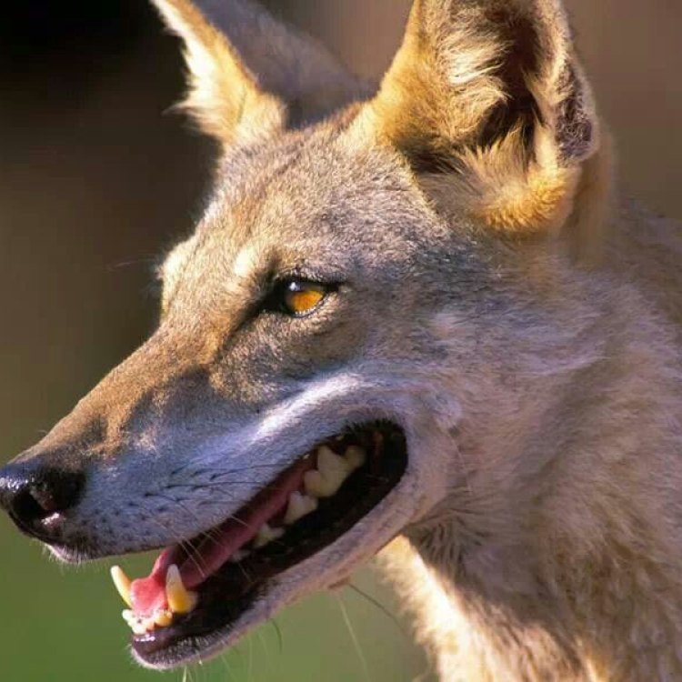 The Elusive Canine of the Desert: A Closer Look at the Arabian Wolf