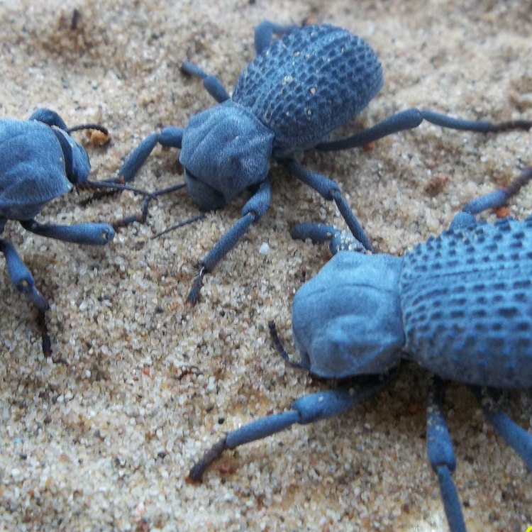 Blue Death Feigning Beetle: The Mysterious Insect of the Desert