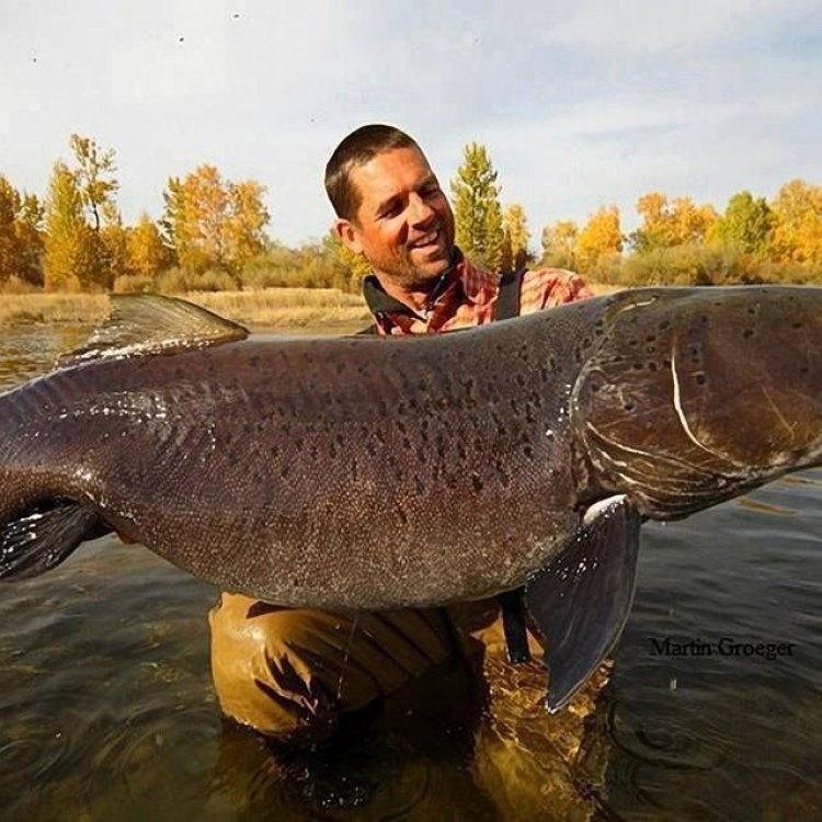 Taimen Fish: The Largest Predatory Fish in the Freshwater Ecosystem