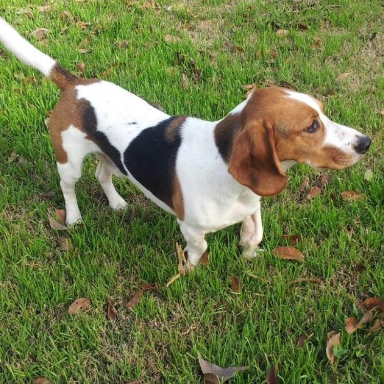 The Quirky and Charming Bagle Basset Hound Mix: A Unique and Beloved Canine Companion