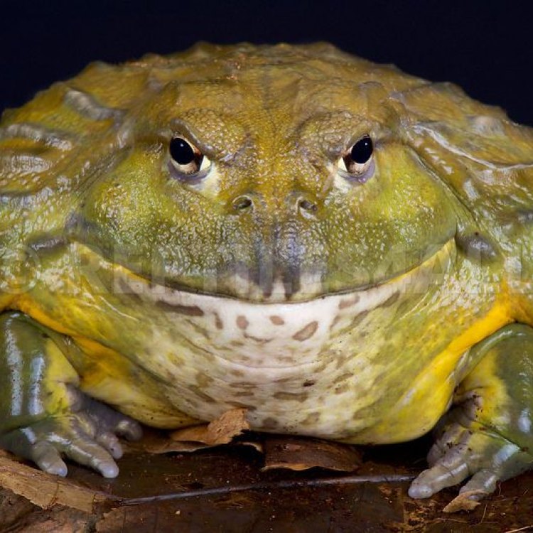 The Enigmatic African Bullfrog: A Robust and Carnivorous Amphibian