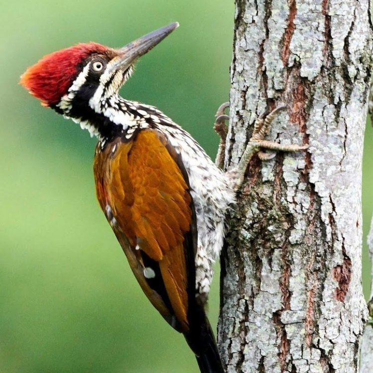 The Woodpecker: A Unique and Skilled Insect Hunter