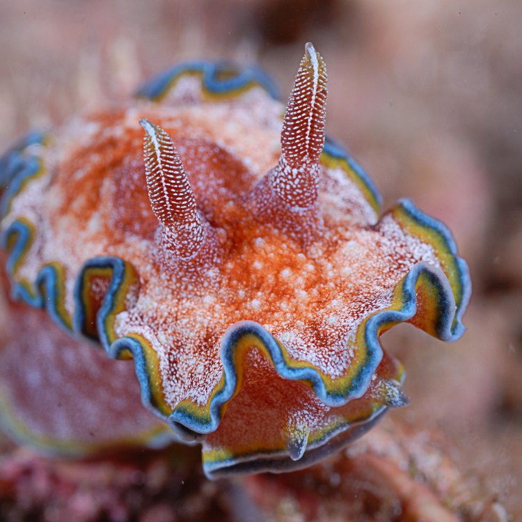 The Spectacular Nudibranch: A Hidden Gem in the Seas