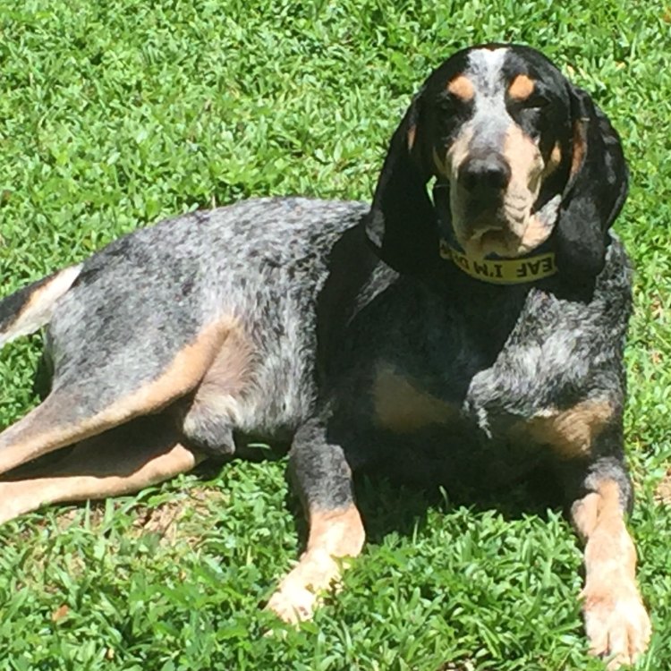 The Beautiful and Loyal Bluetick Coonhound: A Natural Hunter in the United States