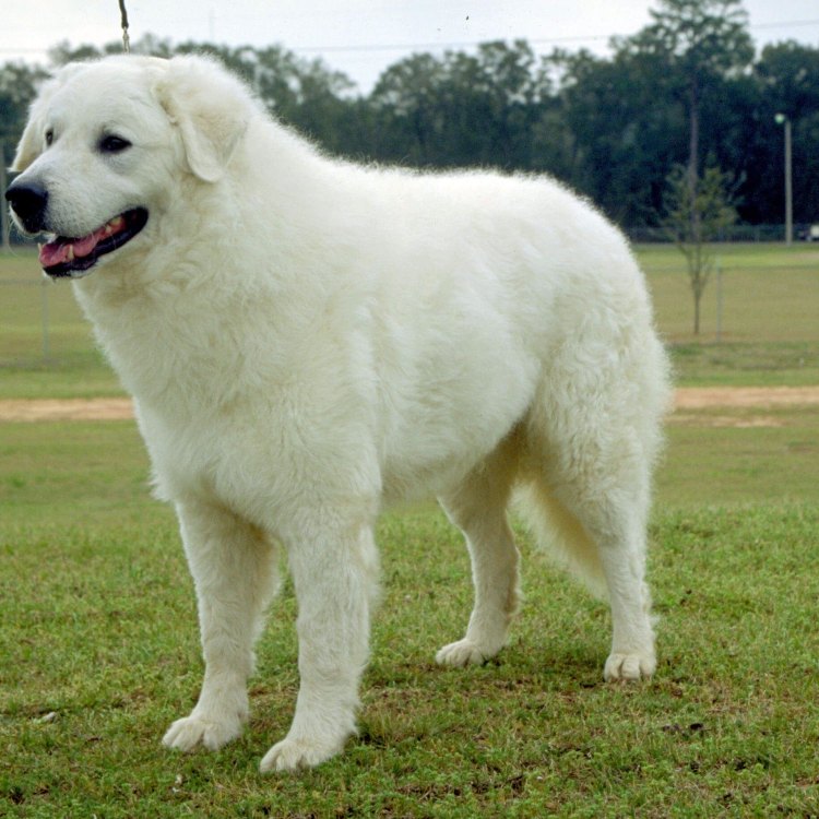 The Noble Guardian: A Complete Guide to the Kuvasz