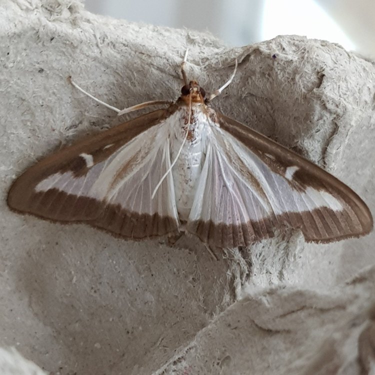 The Box Tree Moth: An Invasive Species on a Global Scale