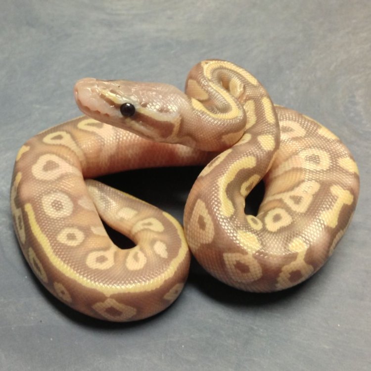 Mojave Ball Python: The Fascinating Reptile from Western Africa