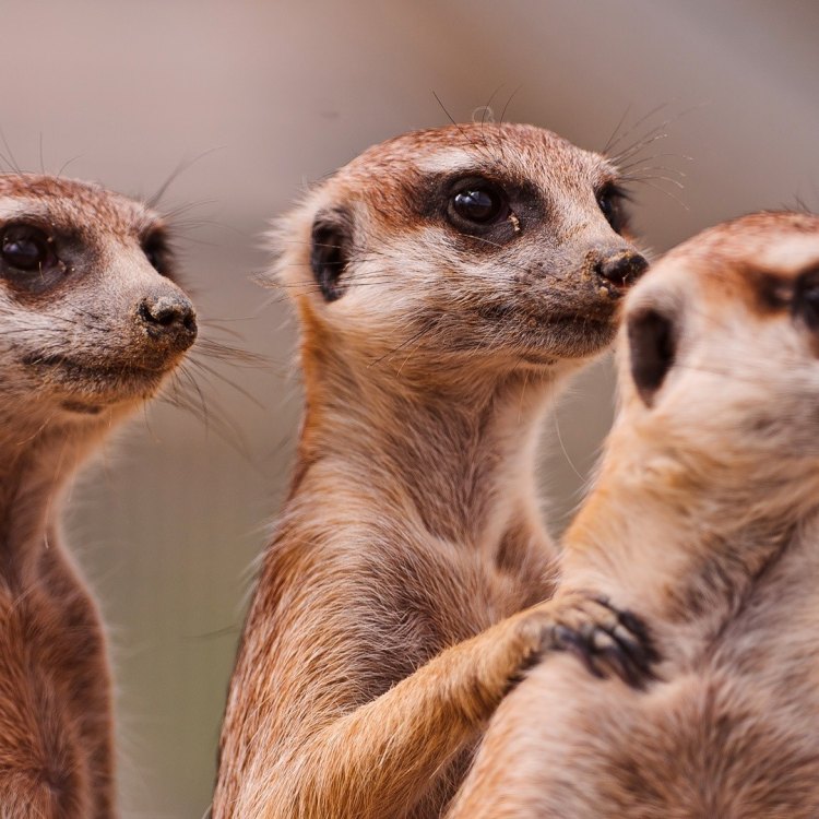 The Mighty Meerkats of Southern Africa