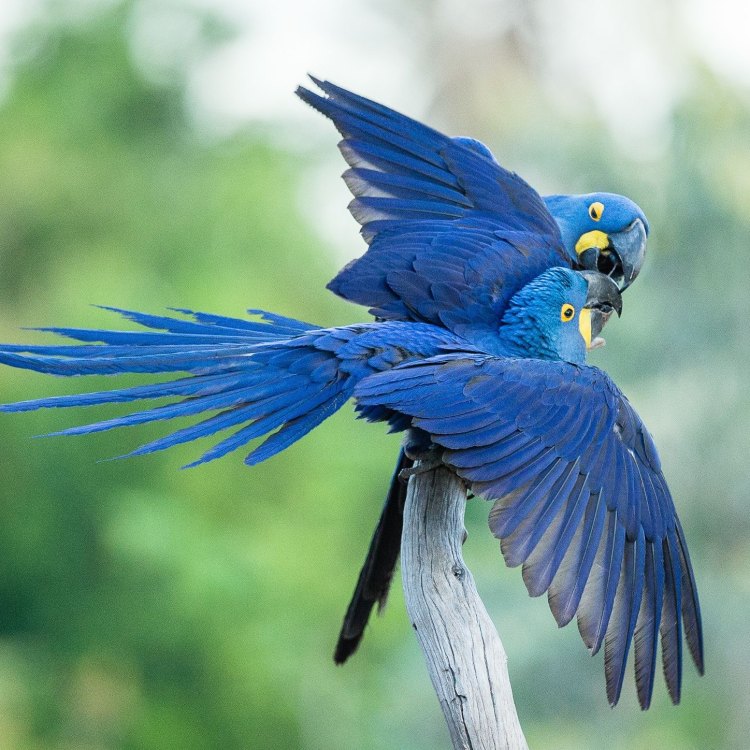 The Beautiful and Fascinating Hyacinth Macaw: A Jewel of the Forest