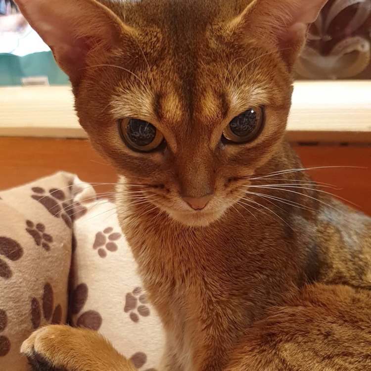 A Mystic Journey: Discovering the Fascinating Abyssinian Cat