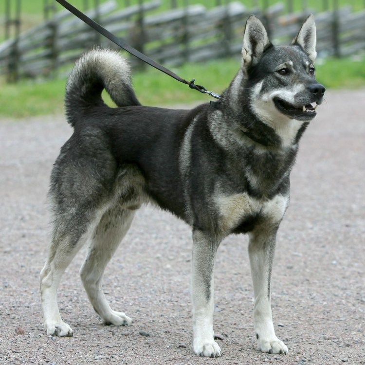 The Fascinating Swedish Elkhound: A True Gem of Northern Europe