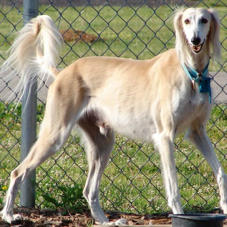 The Royal Hound of the East: The Magnificent Saluki
