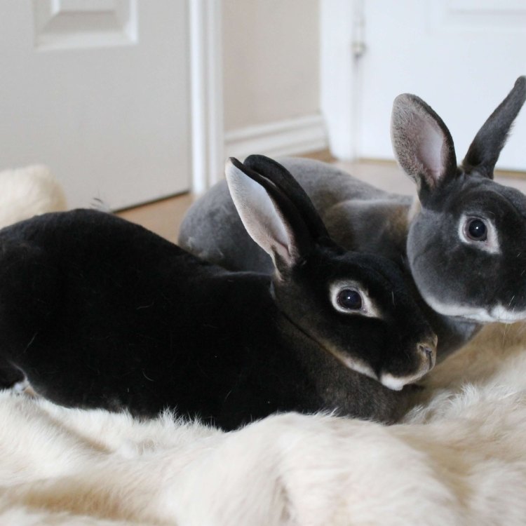 The Soft and Sweet Rex Rabbit: A Furry Friend to Love