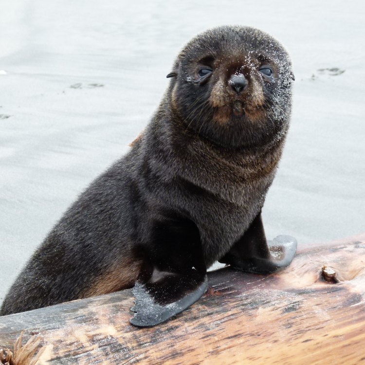 The Fascinating World of Fur Seals: Intelligent Marine Mammals