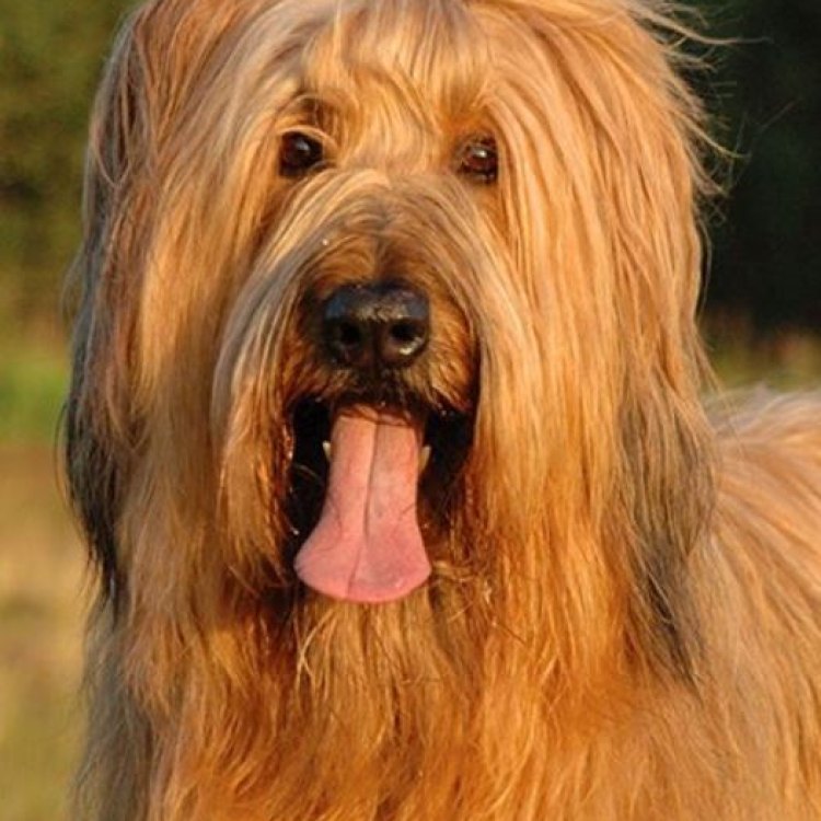 The Majestic Briard: More Than Just A Furry Friend