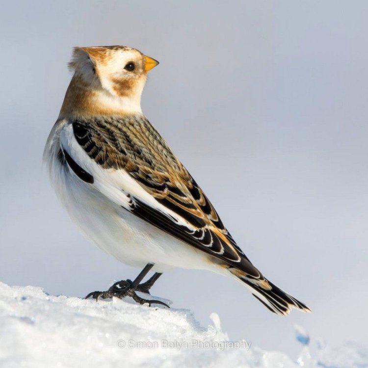 Snow Bunting: The Adorable Arctic Avian