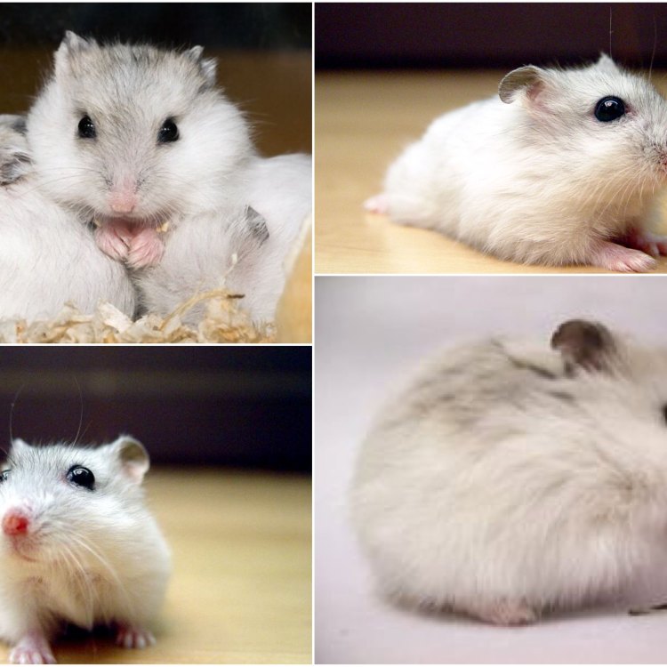 The Fascinating World of Dwarf Hamsters